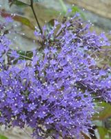 Trachelium caeruleum