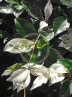 Trachelospermum jasminoides Tricolor