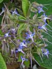 Trachystemon orientalis