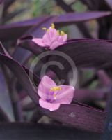 Tradescantia pallida Purpurea
