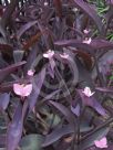 Tradescantia pallida Purpurea