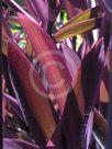 Tradescantia pallida Purpurea