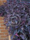 Tradescantia pallida Purpurea