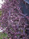 Tradescantia pallida Purpurea