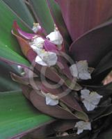 Tradescantia spathacea