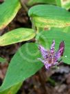 Tricyrtis hirta