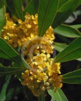 Tristaniopsis laurina
