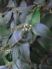 Trochocarpa laurina