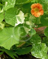 Tropaeolum Alaska