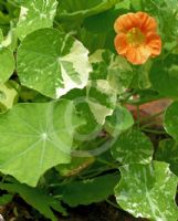 Tropaeolum Alaska