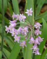 Tulbaghia simmleri