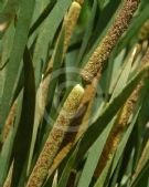 Typha domingensis