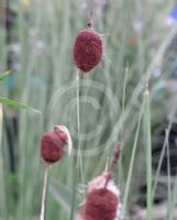 Typha minima