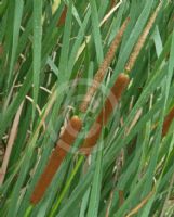 Typha orientalis