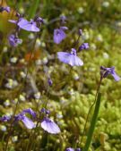 Utricularia dichotoma