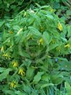 Uvularia grandiflora