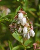 Vaccinium corymbosum