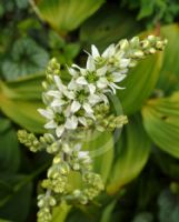 Veratrum album