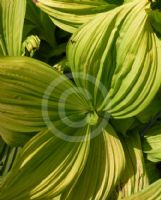 Veratrum nigrum