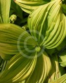 Veratrum nigrum