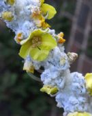 Verbascum bombyciferum