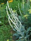 Verbascum bombyciferum