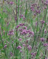 Verbena bonariensis