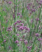 Verbena bonariensis