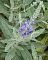 Veronica spicata incana