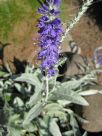 Veronica spicata incana