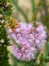 Verticordia plumosa