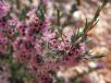 Verticordia plumosa