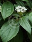 Viburnum davidii