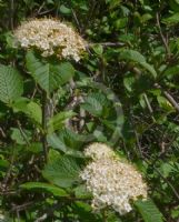 Viburnum dentatum