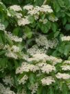 Viburnum dilatatum