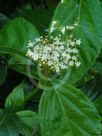 Viburnum japonicum