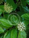 Viburnum japonicum