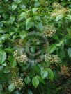 Viburnum japonicum