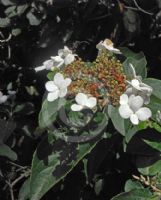 Viburnum macrocephalum keteleeri