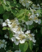 Viburnum plicatum tomentosum