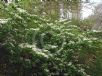 Viburnum plicatum tomentosum