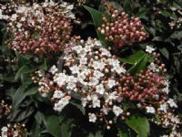 Viburnum tinus