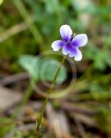 Viola hederacea