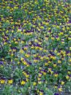 Viola tricolor