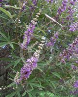 Vitex agnus-castus