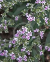 Vitex negundo