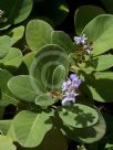 Vitex rotundifolia