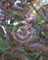 Vitex trifolia Purpurea