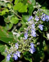 Vitex trifolia