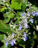 Vitex trifolia